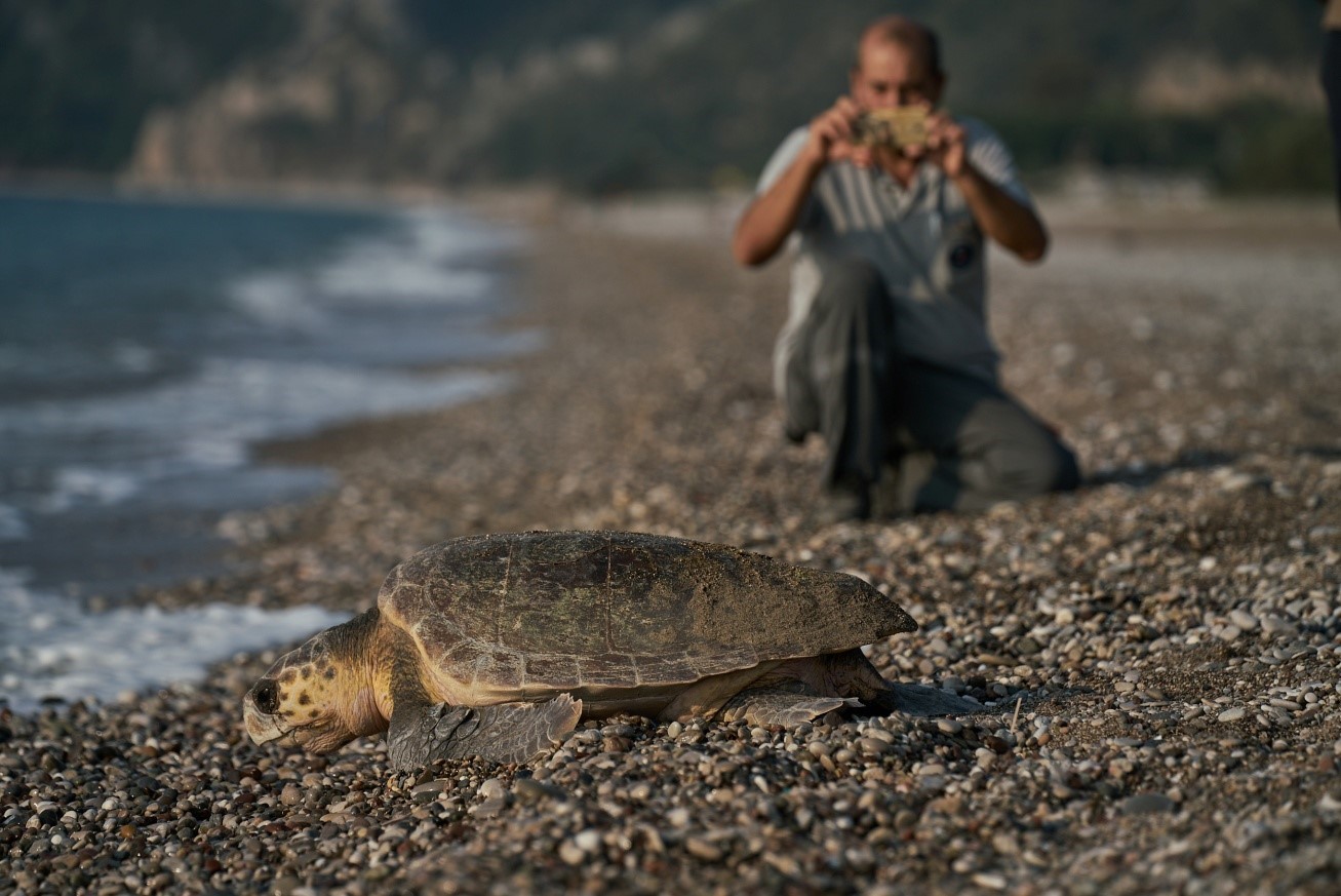 Prisitine Çıralı beach caretta caretta turtle nesting habitat Antalya