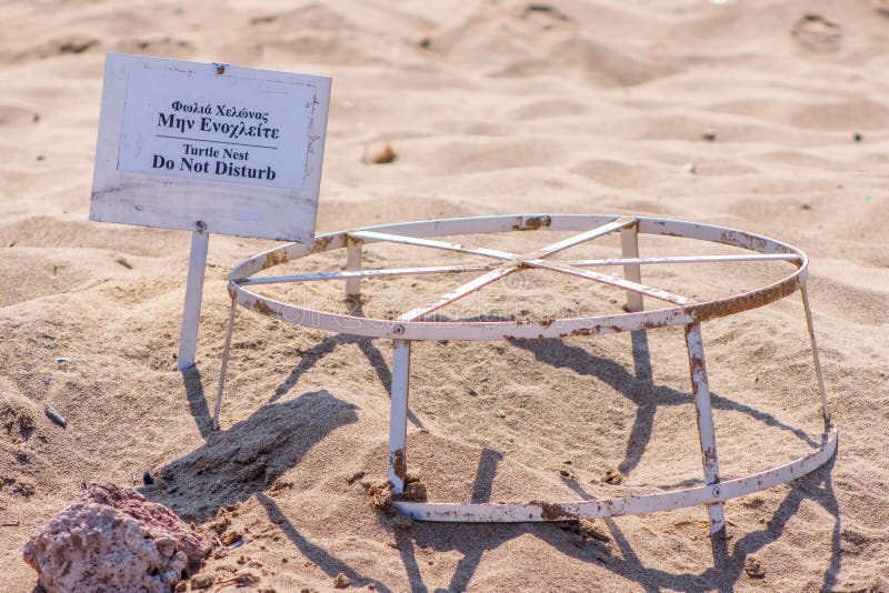 Caretta caretta sea turtle nest protection cages on Çıralı beach